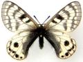 Parnassius stenosemus pensi f.nigroocellata male (aberrant)602 (Internet Image property of respective owner, non-commercial use only)